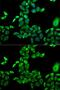 Dimethylaniline monooxygenase [N-oxide-forming] 3 antibody, GTX55626, GeneTex, Immunofluorescence image 