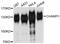 Zinc finger protein 828 antibody, PA5-76555, Invitrogen Antibodies, Western Blot image 
