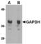 GAPDH antibody, TA306719, Origene, Western Blot image 