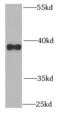 QKI, KH Domain Containing RNA Binding antibody, FNab06983, FineTest, Western Blot image 