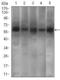 Phosphodiesterase 1B antibody, GTX60719, GeneTex, Western Blot image 