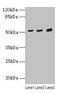 Cerebellar degeneration-related protein 2 antibody, CSB-PA005103LA01HU, Cusabio, Western Blot image 