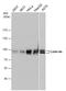 Cullin-4A antibody, GTX129459, GeneTex, Western Blot image 