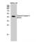 Caspase 9 antibody, LS-C380456, Lifespan Biosciences, Western Blot image 