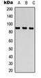 Dipeptidyl Peptidase 4 antibody, orb315773, Biorbyt, Western Blot image 