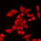 TATA box-binding protein-like protein 1 antibody, LS-C668599, Lifespan Biosciences, Immunofluorescence image 