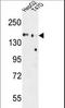 MG160 antibody, LS-C166501, Lifespan Biosciences, Western Blot image 