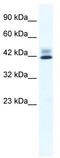Zinc Finger Protein 551 antibody, TA341447, Origene, Western Blot image 