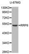 Ribosomal RNA-processing protein 8 antibody, abx002427, Abbexa, Western Blot image 