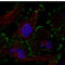 Zyxin antibody, AMAb90992, Atlas Antibodies, Immunocytochemistry image 