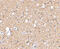 SIR2 antibody, 4485, ProSci Inc, Western Blot image 