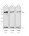 Mouse IgG1 antibody, PA1-86329, Invitrogen Antibodies, Western Blot image 