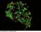Nucleus Accumbens Associated 1 antibody, 100540-T02, Sino Biological, Immunohistochemistry frozen image 