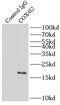 Cytochrome C Oxidase Subunit 4I2 antibody, FNab01899, FineTest, Immunoprecipitation image 