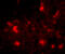 Dishevelled Binding Antagonist Of Beta Catenin 2 antibody, A10097, Boster Biological Technology, Immunofluorescence image 