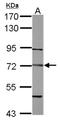 Dystrobrevin beta antibody, NBP2-16247, Novus Biologicals, Western Blot image 