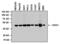 PSMC5 antibody, MA3-087, Invitrogen Antibodies, Western Blot image 