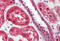 Arachidonate 15-Lipoxygenase antibody, MBS246809, MyBioSource, Immunohistochemistry frozen image 