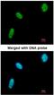 DExD-Box Helicase 39A antibody, NBP1-31407, Novus Biologicals, Immunofluorescence image 