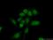 E2F-associated phosphoprotein antibody, 16931-1-AP, Proteintech Group, Immunofluorescence image 