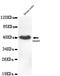 SMAD Family Member 5 antibody, LS-B15502, Lifespan Biosciences, Western Blot image 