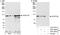 Cleavage And Polyadenylation Specific Factor 2 antibody, A301-581A, Bethyl Labs, Immunoprecipitation image 