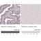 Glutamate Rich 5 antibody, NBP1-93788, Novus Biologicals, Immunohistochemistry paraffin image 