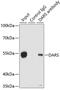 Aspartyl-TRNA Synthetase antibody, GTX33145, GeneTex, Immunoprecipitation image 