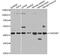 TAR DNA Binding Protein antibody, A13405, ABclonal Technology, Western Blot image 