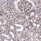 Zinc Finger Protein 607 antibody, NBP2-33736, Novus Biologicals, Immunohistochemistry paraffin image 
