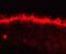 Gap Junction Protein Alpha 10 antibody, 40-5000, Invitrogen Antibodies, Immunofluorescence image 