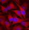 Peptidylprolyl Isomerase B antibody, MAB5410, R&D Systems, Immunofluorescence image 