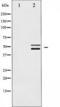 ShcA antibody, TA325837, Origene, Western Blot image 