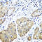Phospholipase C Beta 2 antibody, A05927-1, Boster Biological Technology, Immunohistochemistry frozen image 