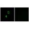 Low Density Lipoprotein Receptor Class A Domain Containing 3 antibody, A15061, Boster Biological Technology, Immunofluorescence image 