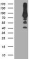 Phosphofructokinase, Platelet antibody, CF503986, Origene, Western Blot image 
