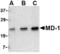 Lymphocyte Antigen 86 antibody, TA306329, Origene, Western Blot image 