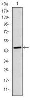 Tubulin Epsilon 1 antibody, NBP2-52578, Novus Biologicals, Western Blot image 
