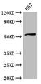 Solute Carrier Family 22 Member 17 antibody, LS-C399521, Lifespan Biosciences, Western Blot image 