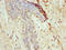 N-Acetylneuraminic Acid Phosphatase antibody, LS-C397301, Lifespan Biosciences, Immunohistochemistry paraffin image 