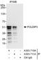 Polymerase delta-interacting protein 3 antibody, A303-710A, Bethyl Labs, Immunoprecipitation image 