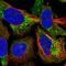 Mitochondrial Ribosomal Protein L54 antibody, HPA046767, Atlas Antibodies, Immunocytochemistry image 