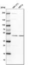 Charged Multivesicular Body Protein 7 antibody, HPA036119, Atlas Antibodies, Western Blot image 
