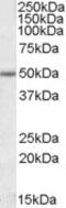 Ena/VASP-like protein antibody, MBS421775, MyBioSource, Western Blot image 