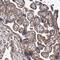 Phosphatidylserine Decarboxylase antibody, HPA031091, Atlas Antibodies, Immunohistochemistry paraffin image 