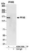Phosphoribosylformylglycinamidine Synthase antibody, A304-218A, Bethyl Labs, Immunoprecipitation image 