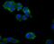 Zyxin antibody, NBP2-75723, Novus Biologicals, Immunocytochemistry image 