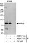 NUMB Endocytic Adaptor Protein antibody, A301-715A, Bethyl Labs, Immunoprecipitation image 