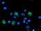 Dihydrolipoamide Dehydrogenase antibody, LS-C173228, Lifespan Biosciences, Immunofluorescence image 