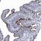 Coiled-Coil Domain Containing 181 antibody, NBP1-93900, Novus Biologicals, Immunohistochemistry frozen image 